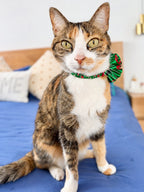 Gatita usando collar navideño Cascanueces con flor bicolor