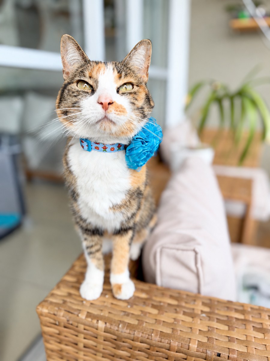 Gatita usando collar Dulce Navidad con flor tul azul