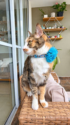 Gatita de perfil usando collar con flor tul azul Dulce Navidad