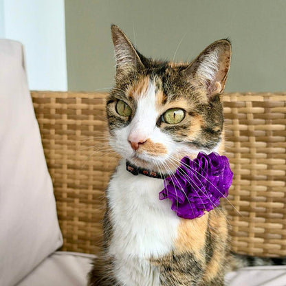 Gata tricolor usando el collar Halloween Monstruos con flor de tul morada de Vainilla Mascotas