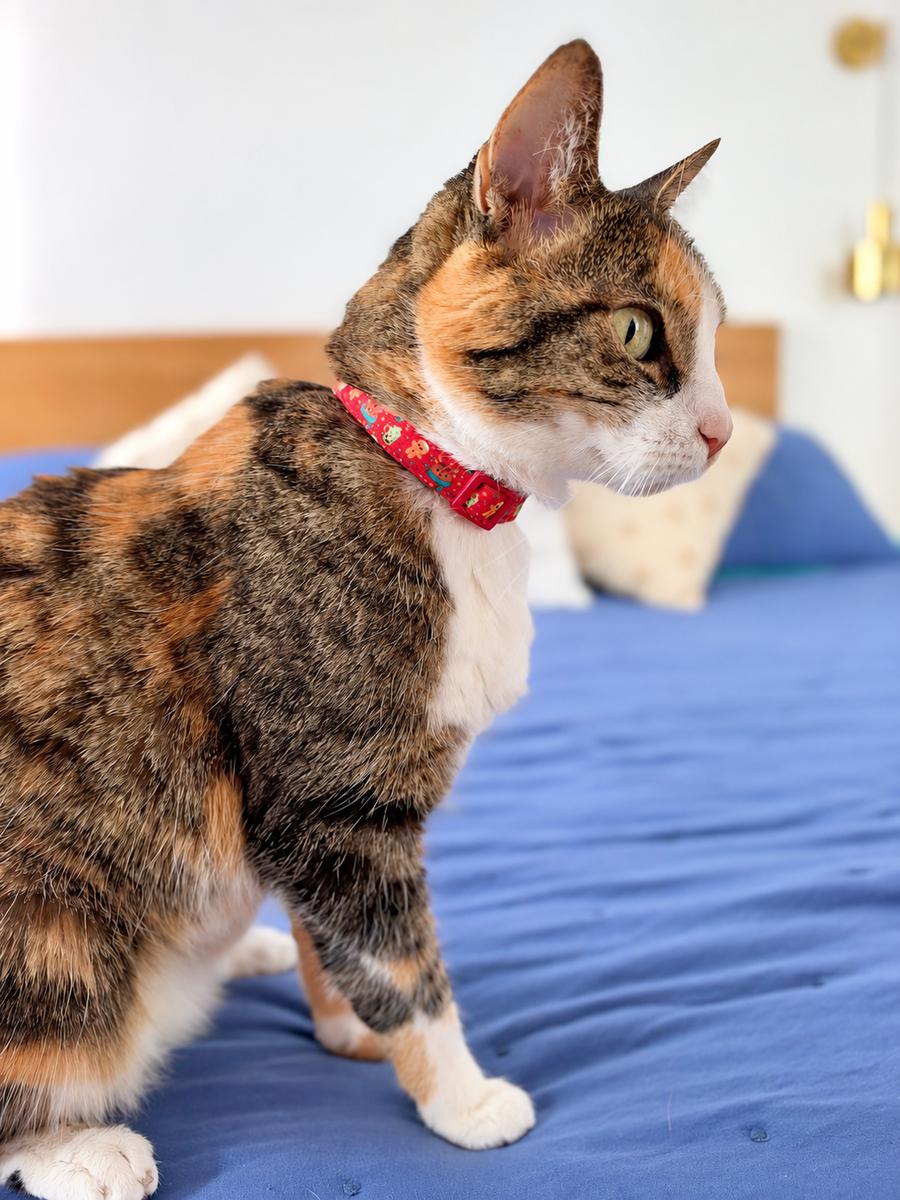 Gatita usando collar Magia Polar Roja de Navidad