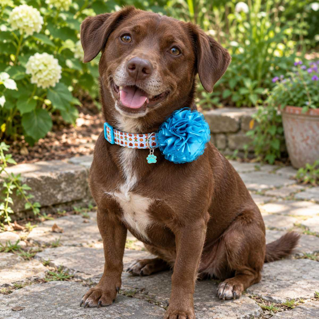 Perrita usando collar con flor seda Dulce Navidad