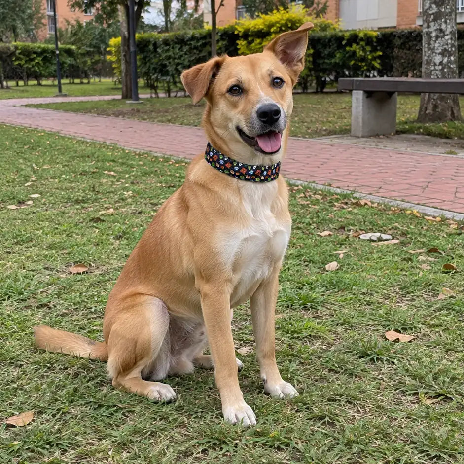 Perrito criollo usando el collar Halloween Monstruos en un parque residencial