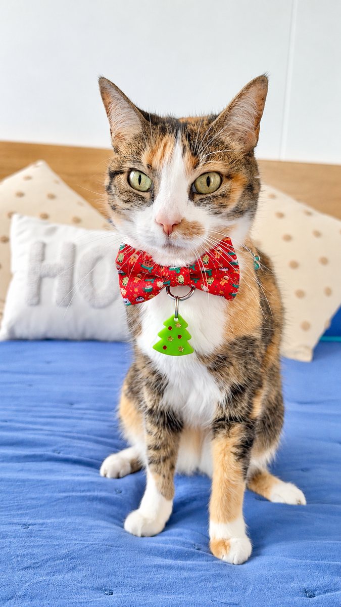 Gatita tricolor usando el corbatín de Navidad Magia Polar Roja