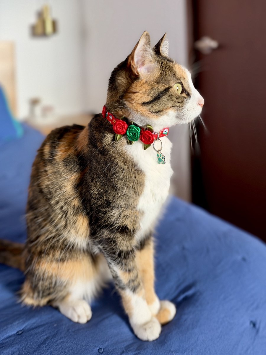 Gatita tricolor usando el collar con rosas de Navidad Magia Polar Roja