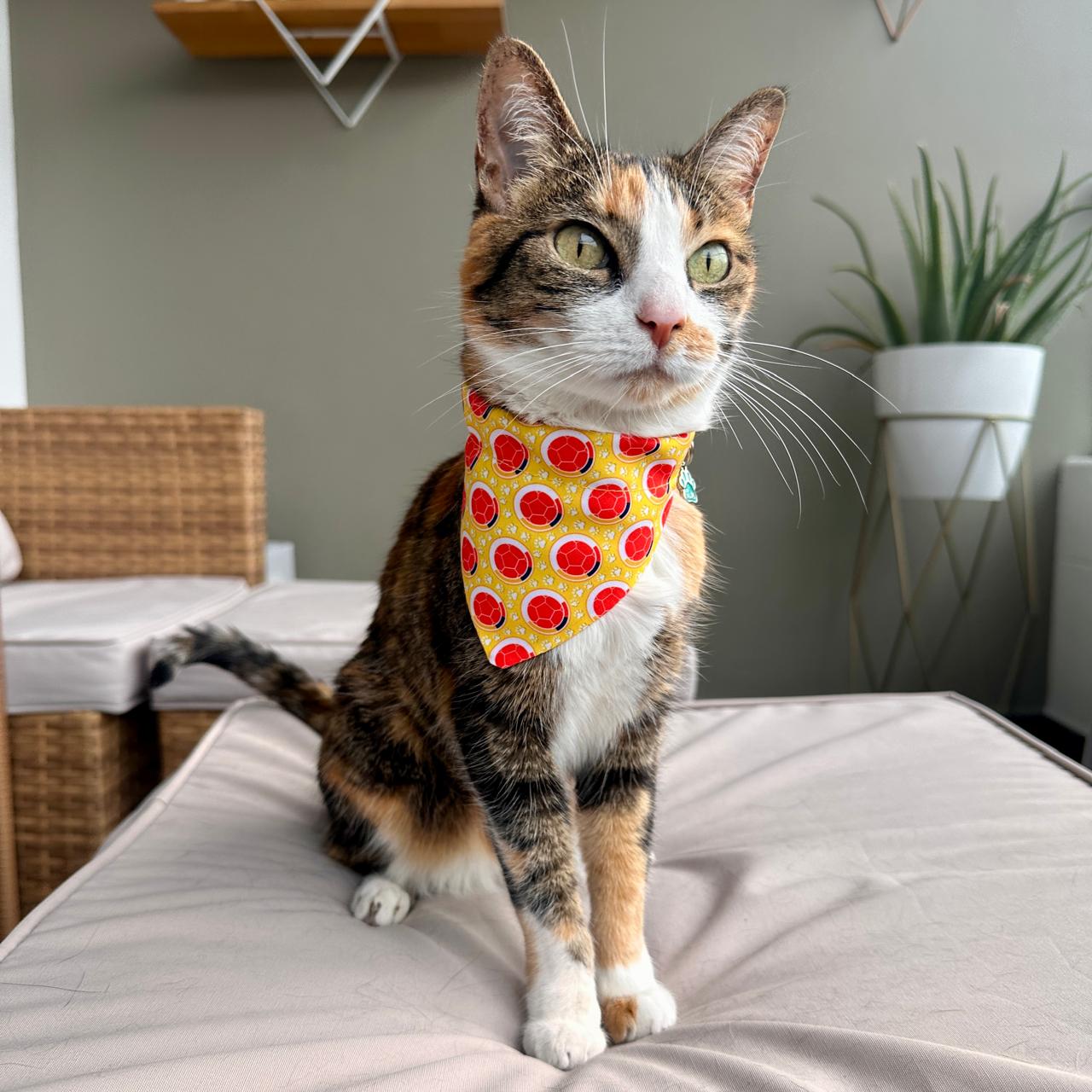Pañoleta para gatos Colombia