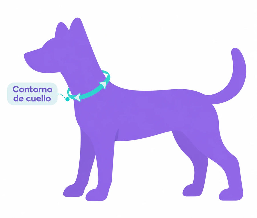 Guía de tallas Vainilla: cómo medir el contorno de cuello de tu perro para collares, pañoletas y corbatines