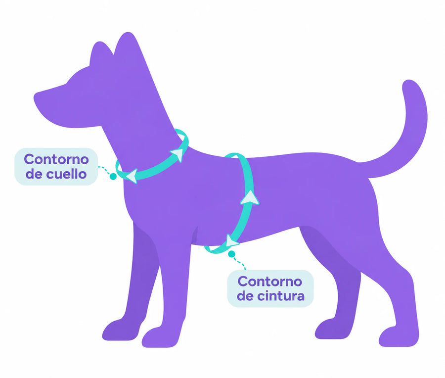 Guía de tallas Vainilla: cómo medir el contorno de cuello y de cintura de tu perro para pecheras y arnés