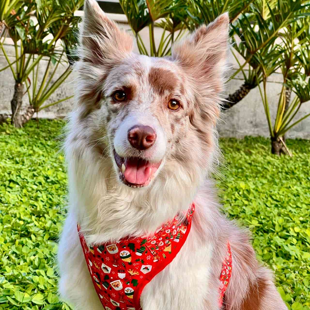 Pechera para perros con correa de Navidad Papá Noél