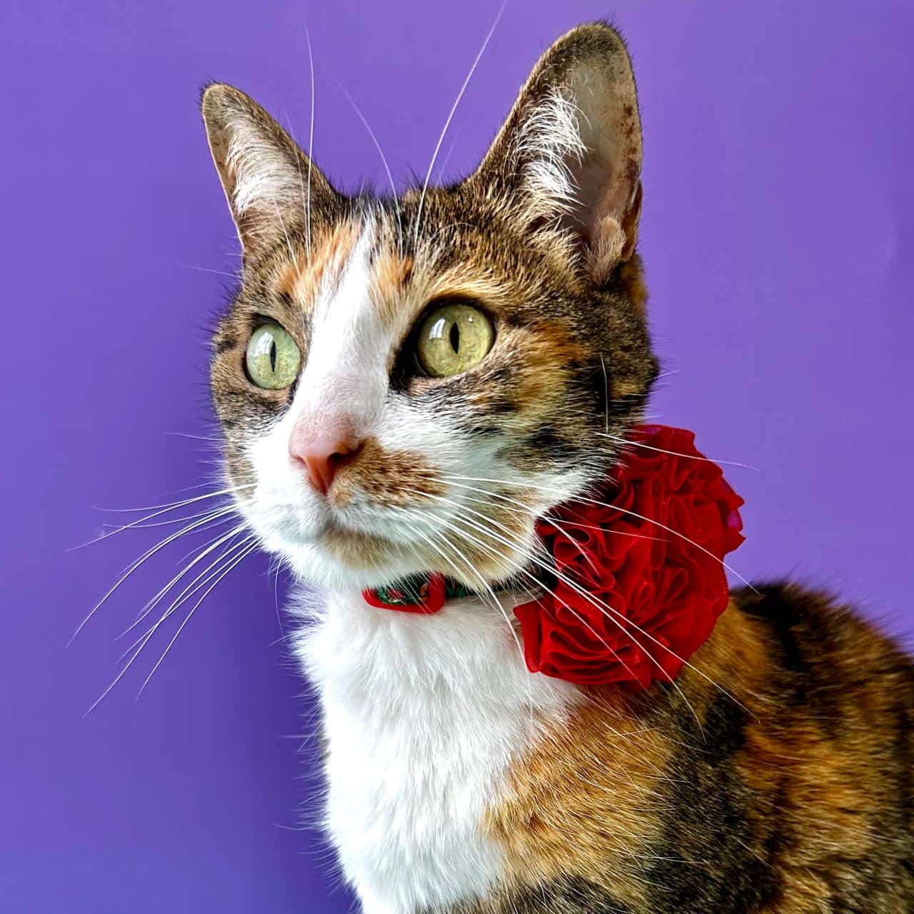 Collar para gatos con flor tul de Navidad Galletas
