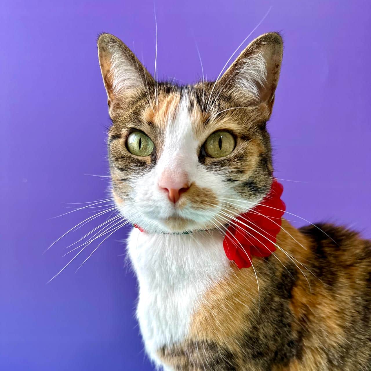 Collar para gatos con flor seda Navidad - Papá Noél