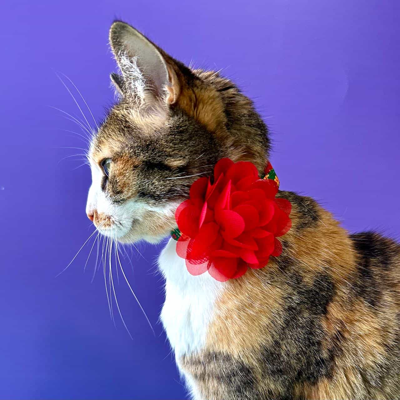 Collar para gatos con flor seda Navidad - Galletas