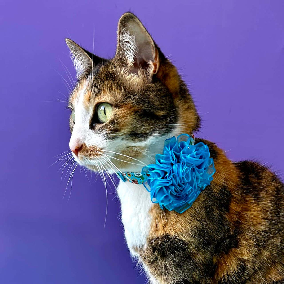 Collar para gatos con flor tul de Navidad Magia Polar azul