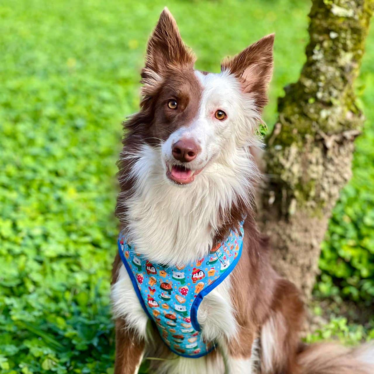 Pechera para perros con correa de Navidad Magia Polar azul