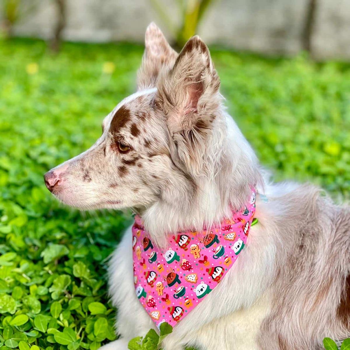 Pañoleta para perros de Navidad Magia Polar rosa