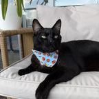 Gato negro usando la pañoleta Dulce Navidad