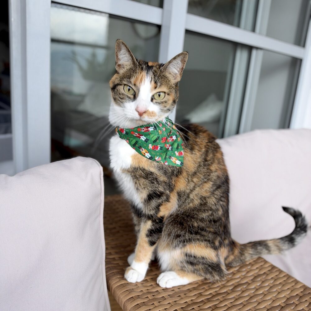 Gatita usando la pañoleta de Navidad Cascanueces