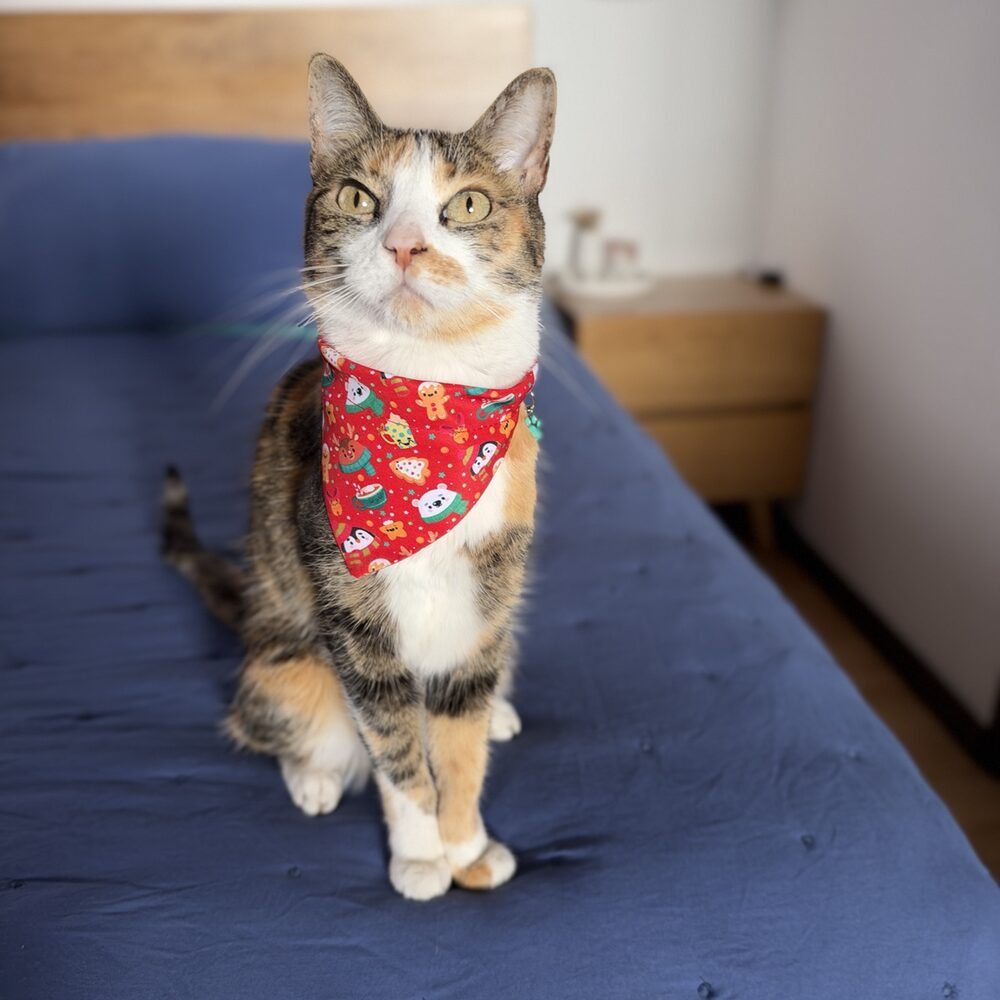 Gatita usando la pañoleta de Navidad Magia Polar Roja