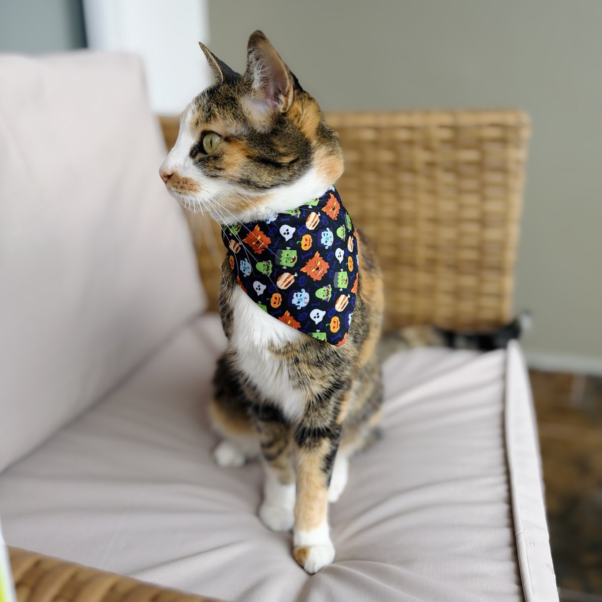 Gata tricolor usando la pañoleta Halloween Monstruos de Vainilla Mascotas