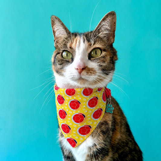 Pañoleta para gatos Colombia