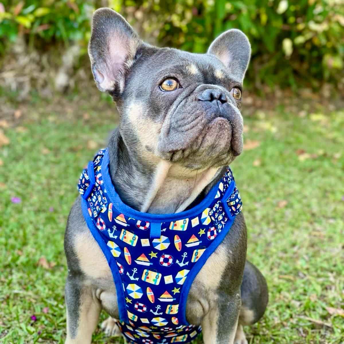 Pechera para perros sin correa Playa