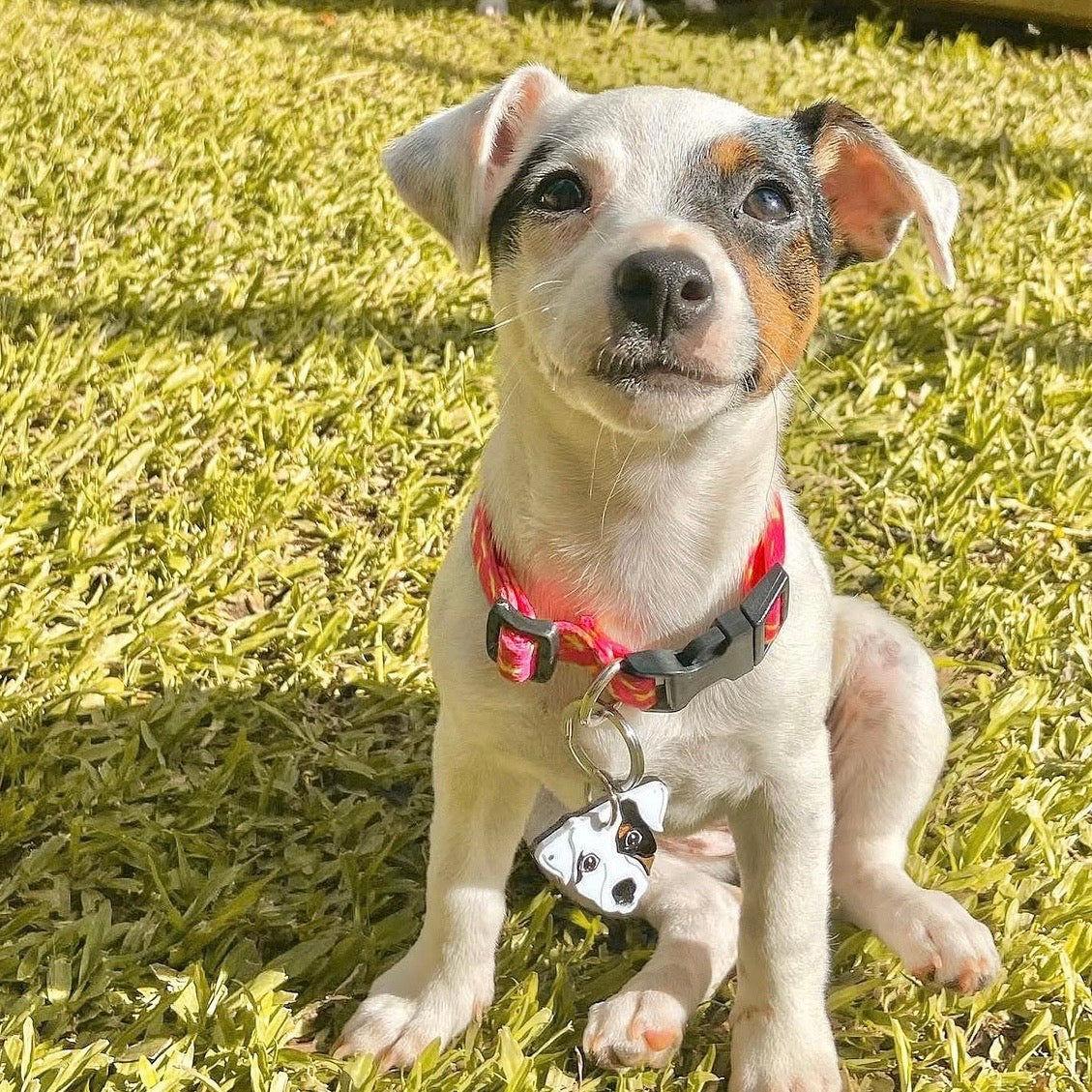 Placas para perros personalizadas con su carita