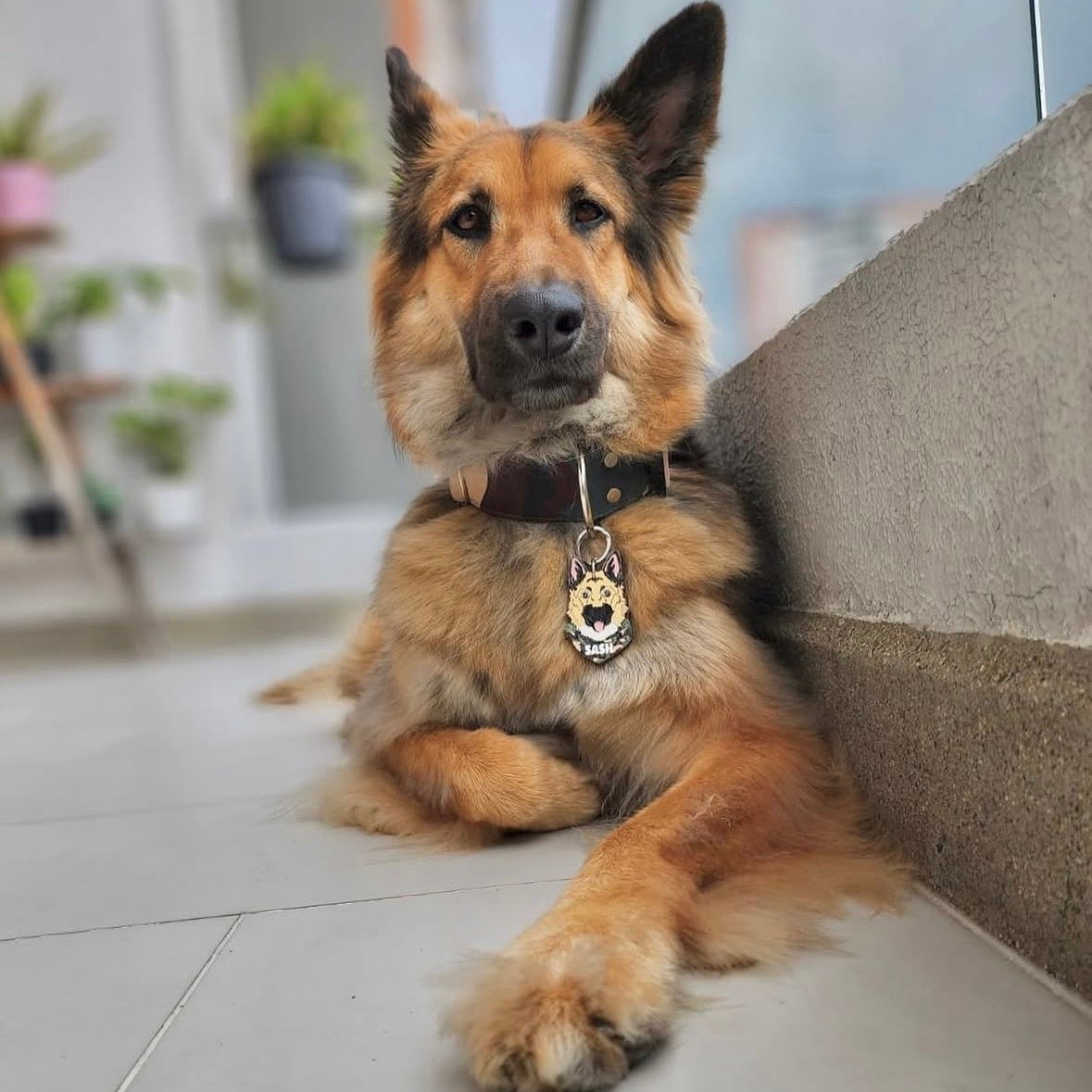 Placas para perros personalizadas con su carita